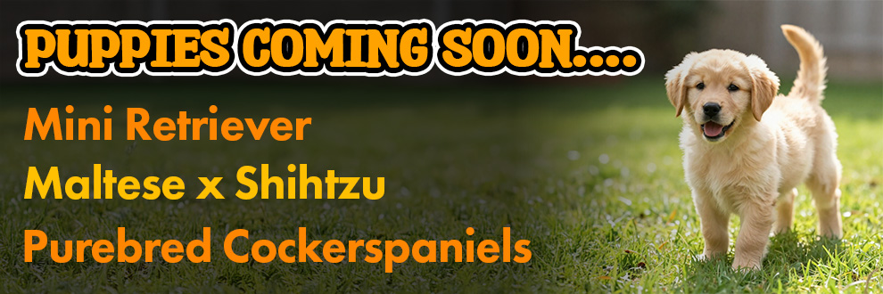 Puppies Coming Soon (New)